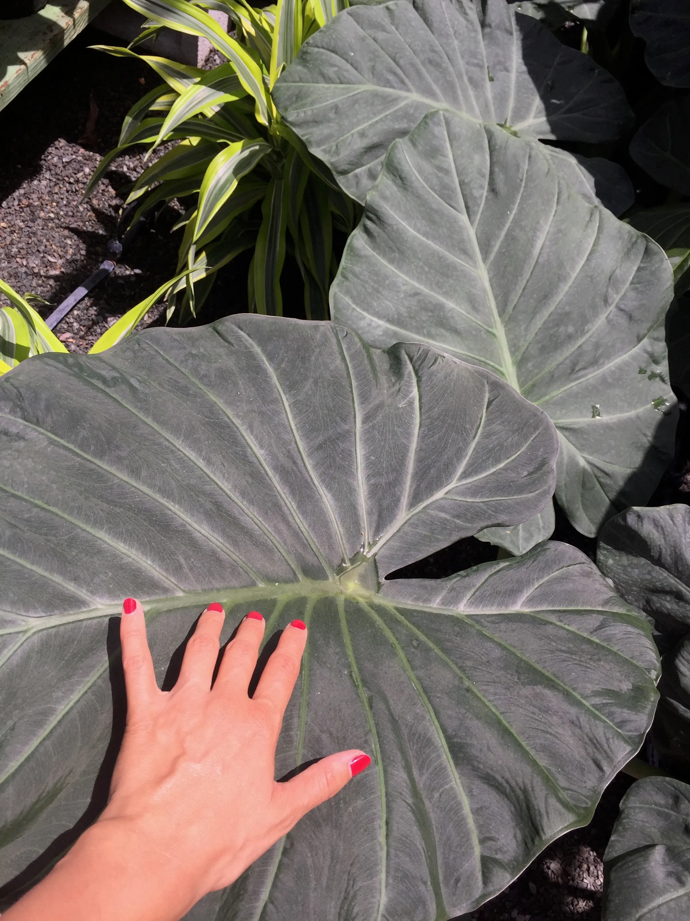 A hand with red-painted nails rests on a large dark leaf among green plants.